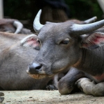 2 Day Chiang Mai Authentic Hill Tribe Village, Elephant Sanctuary, Waterfall, Rafting, Big Buddha