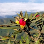 Doi Inthanon Half Day Tour with Romantic Lunch or Dinner in Treehouse Good View