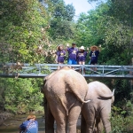 Half Day Morning Ethical and Hands-Off Elephant Sanctuary Tour, Go Waterfall Trail in Blue Tao