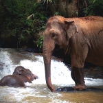 Full Day Long Neck Karen + Elephant Waterfall Walk + Rafting + White Castle + Treehouse 
