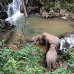 Full Day Elephant Care Large Waterfall Walk in Blue Tao, Lunch In Treehouse Above Waterfall