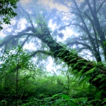 Full Day Doi Inthanon and Elephant Sanctuary Tour, Mae Ya Waterfall, Lunch in Treehouse 
