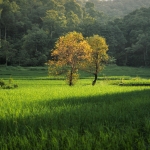 Full Day ATV Chiang Mai + Elephant Waterfall Walk + Bamboo Rafting + Lunch in Treehouse 