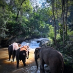 2 Day The Whimsical Chiang Mai Treehouse Good View, Elephant, Zipline, Rafting, Cave, Waterfall