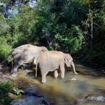 All Day Elephant Forest Expedition, Go Large Waterfall Walk With Elephants in Blue Tao 